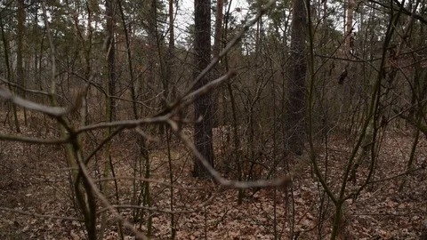 View through a black dry branch on a dark gray Stock Footage 124482589