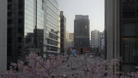 View through a blooming cherry blossom tree onto a city street Stock Footage 305150776
