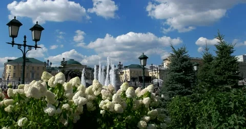 View through the blooming hydrangea on Manezh Square, Moscow, Center Stock Footage 66192649
