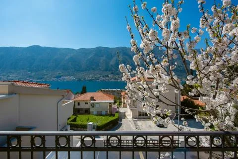 View through the blossoming cherry tree of the Bay of Kotor and mountains Stock Photos