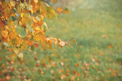 View through branch of birch tree with yellow leaves in autumn Stock Photos