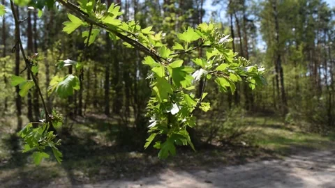 View through a branch with foliage on the road Stock Footage 132255267