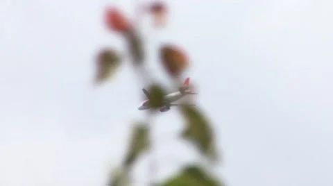 View through the branches on an airplane flying Stock Footage 41106081