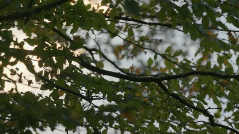 View through the branches of a deciduous forest. The sun shines weakly through Stock Footage 239115268