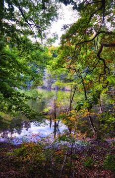 View through the branches on the forest lake. Stock Photos