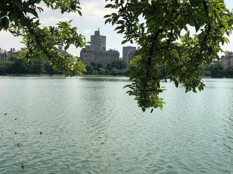 View through the branches 库存照片