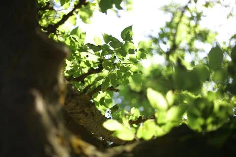 View through the branches of a tree Stock Photos