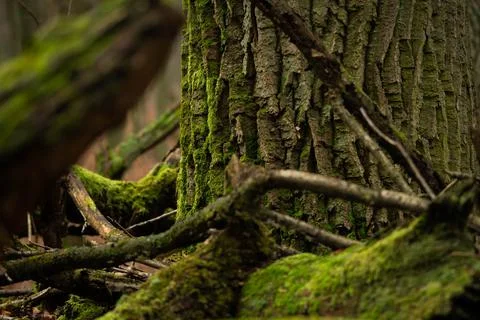View through the branches at a tree trunk Stock Photos