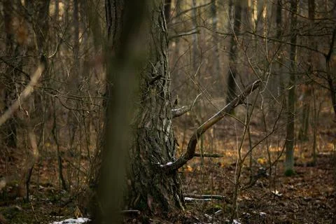 View through the branches at a tree trunk, selective focus Stock Photos