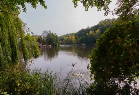 A view through the branches of trees on the ducks taking off from the river Stock Photos