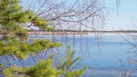View through the branches of trees to a frozen lake where the ice is melting. Stock Footage 239993525