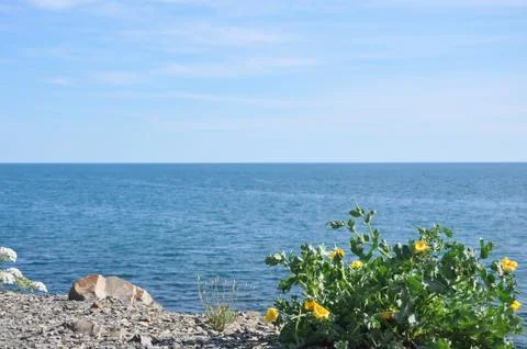 View through the branches of trees with yellow flowers on the sea in a cloudy Stock Photos