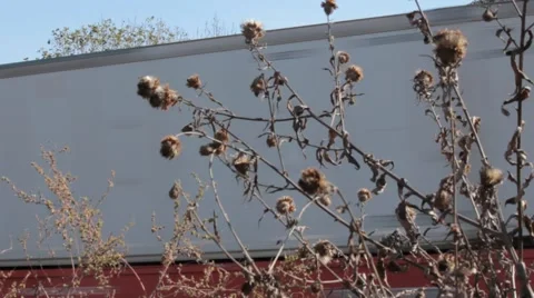 View through a brush of train going by Stock Footage 44725634