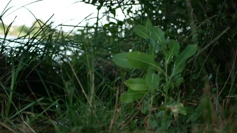 View Through the Bushes to the Lake Stock Footage 316074893