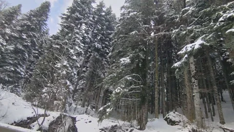 View through the car window driving through the snowy forest Stock Footage 202267022