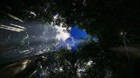 View through a circle of trees camera rising to the top 4K Stock Footage 118253072