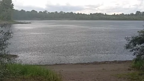 View through a clearing in the bushes onto the surface of a wide lake Stock Footage 316568464
