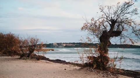 View through coastal trees toward waves breaking near shore, with the island of Stock Footage 325802707