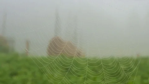 View through the cobweb Stock Footage 73320820