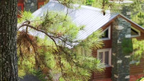 View through coniferous tree branches on cute wooden cottage in a little Stock Footage 208418924