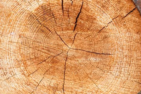 View through a cross section of a felled conifer tree Фото