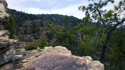 View through the crown of trees to the mountain slope with rocks Stock Footage 241245430