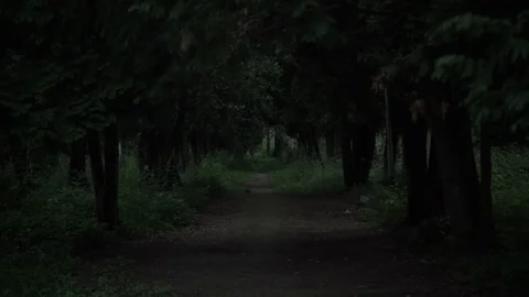 View through dark creepy forest Stockbeeldmateriaal 95572274