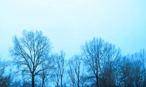 View through dark tree branches against the background Stock Photos