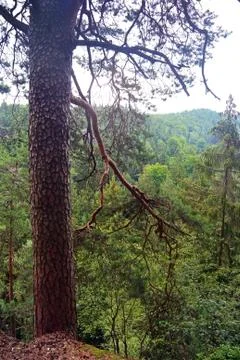 View through a entanglement of branches in forest Stock Photos