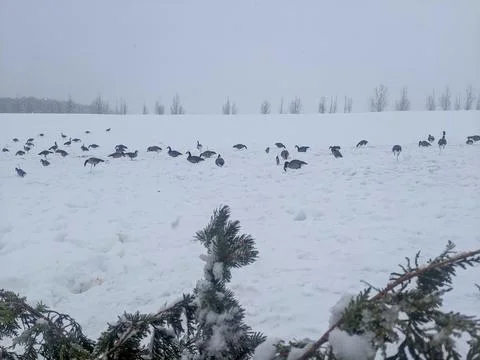 View through evergreen branches of Canada goose decoys in a snowy field 스톡 사진