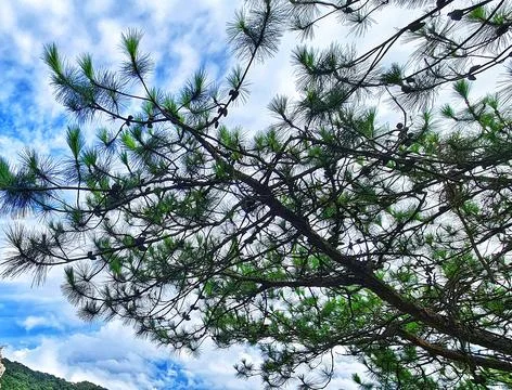 View through evergreen pine branches reveals a bright cloudy sky creating a p Stock Photos