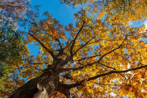 View through Fall foliage of oak tree in Central Park Stock Photos