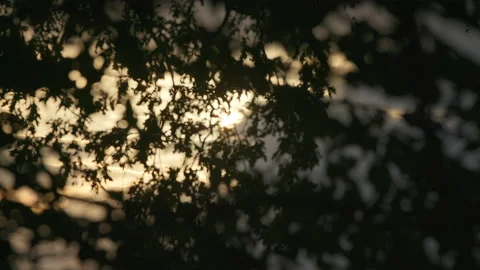 View through the fir branches of a forest. The sun shines through the branches Stock Footage 239115030