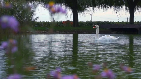 View through flowers on white swan on lake water in green nature landscape Stock-Footage 95937347