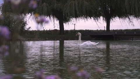 View through flowers on white swan on lake water in green nature landscape Stock Footage 95937378