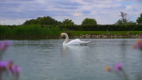 View through flowers on white swan on lake water in green nature landscape Stock-Footage 95937477