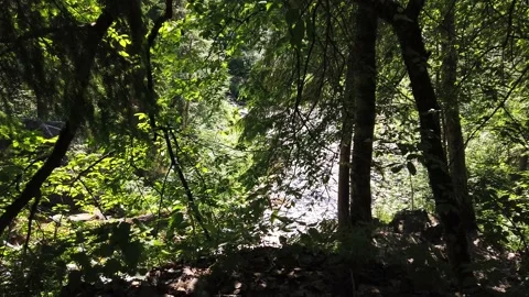 View through the foliage in the forest. river flows behind the trees Stock Footage 134733980