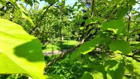 View through the foliage of the trees in the park Video stock 155439759