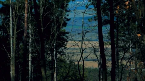 View through the forest openings to the blue sea and sandy beach. Seaside view Stock Footage 315179698