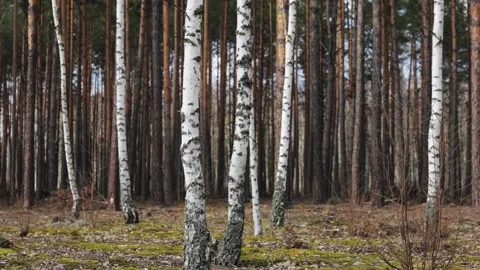 A view through a forest of pine and birch trees in early spring. The sun Stock Footage 279992896