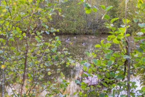 View through forest trees to lake with ducks swimming on surface of water Stock Photos
