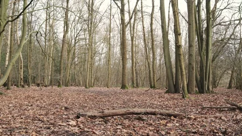 View Through Forest In Winter Video stock 102637428