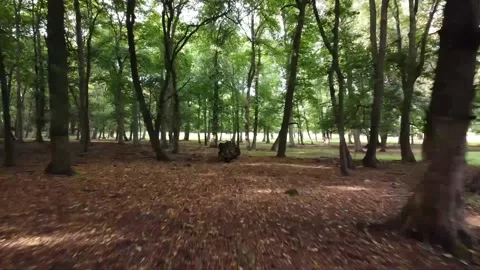 View through a forest at Wollaton hall, passing over an old fallen tree in 4k" Stock Footage 211086212