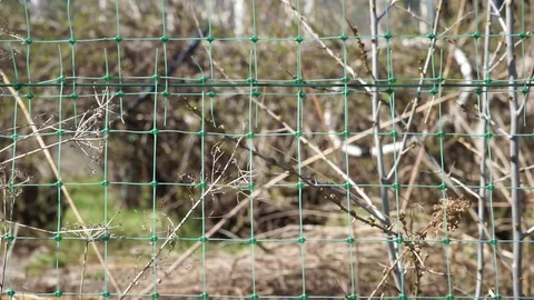 View Through The Garden Mesh Video stock 88861466