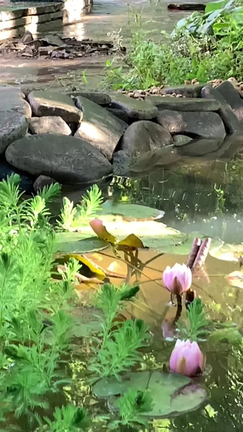 View through the grass to the garden pond with lilies Video stock 273825761