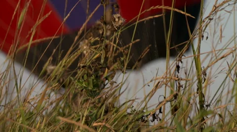 View through grass on hot air balloon Stock Footage 67432500