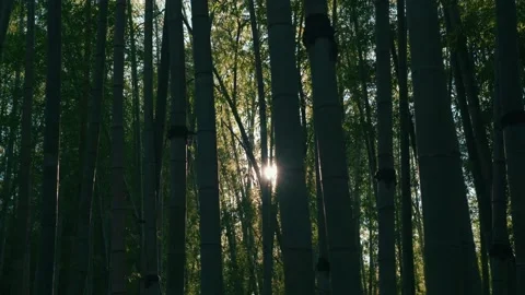 View through green beautiful bamboo forest in sunlight Stock Footage 228094979