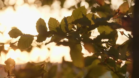 View through the green of a deciduous forest. The sunlight shines through the Stock Footage 239115992