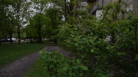 View through the green foliage Stock Footage 107473659