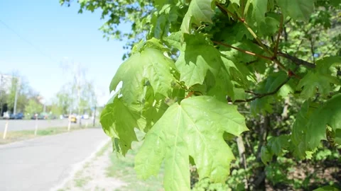 View through the green foliage Stock Footage 132254934